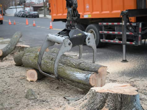 Tree removal project