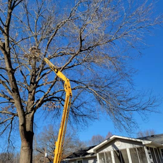 Professional tree service work